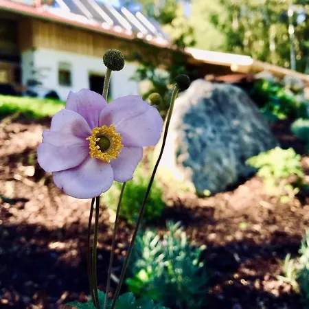 Duerrfeld ***** * Viechtach